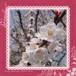 How to Turn Blank Scrapbook Pages into Beautiful Spring Scrapbook Pages Cherry Blossoms 1 Free Download Digital Scrapbook Page Magenta